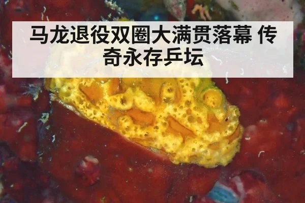 马龙退役双圈大满贯落幕 传奇永存乒坛
